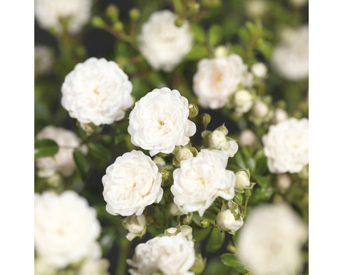 Gros plan sur des fleurs de roses blanches