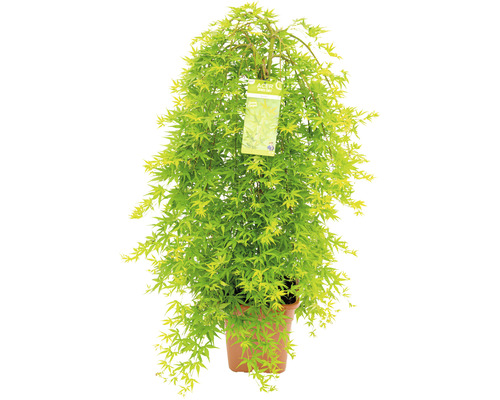 Japanischer Ahorn als Kugelbaum im Topf