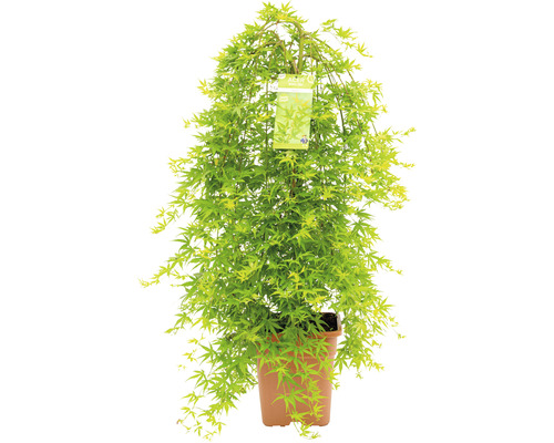 Érable palmé retombant Acer palmatum 'Ryusen' demi-tige 90 cm Co 18 l carré Érable japonais en pot