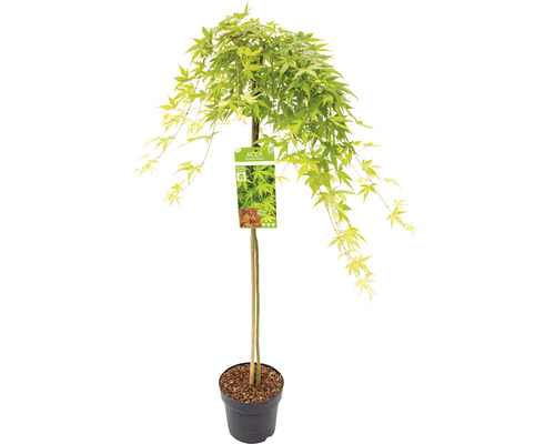 Érable palmé retombant Acer palmatum 'Ryusen' demi-tige 90 cm Co 6,5 l