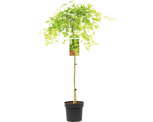 Japanischer Ahorn im Topf