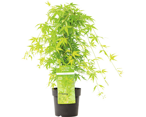 Érable japonais ''Green Carpet'' en pot