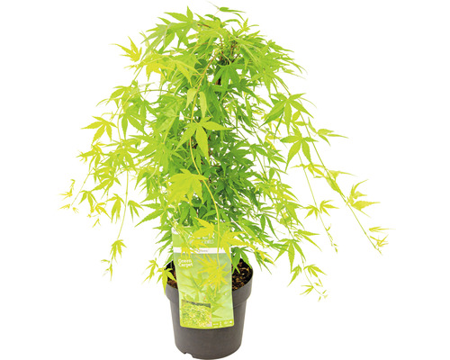 Érable japonais ''Green Carpet'' en pot
