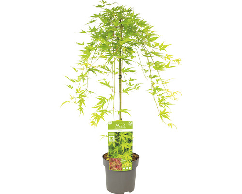 Érable japonais en pot