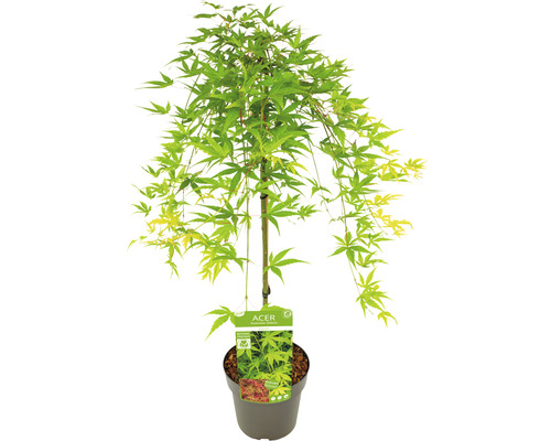Érable japonais en pot avec des feuilles vertes.