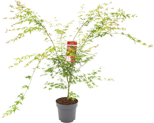 Japanischer Ahorn im Topf