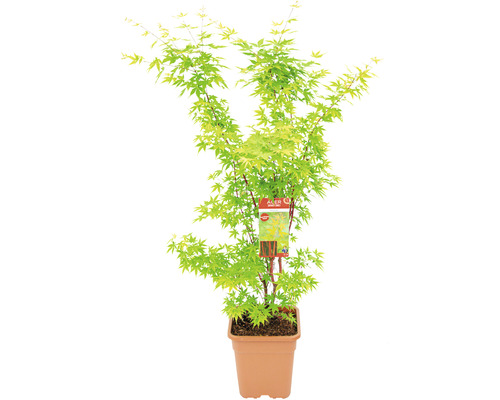 Japanischer Ahorn im Topf