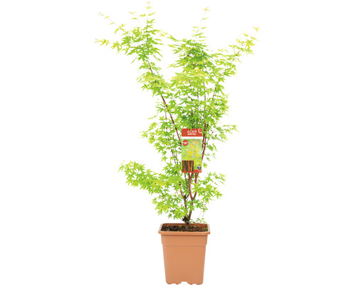 Érable palmé Acer palmatum 'Sangokaku' H 100-125 cm Co 14 l carré