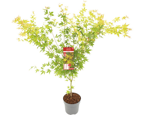 Japanischer Ahorn im Topf