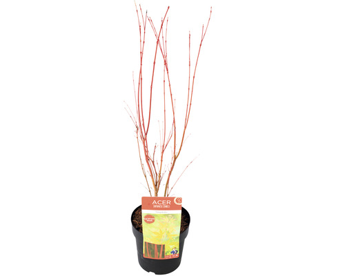 Japanischer Ahorn im Topf mit roten Ästen
