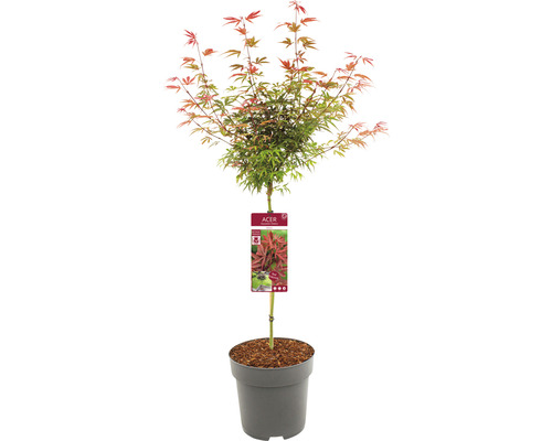 Japanischer Ahorn im Topf