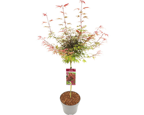 Érable palmé Acer palmatum 'Shaina' demi-tige 40 cm Co 10 l