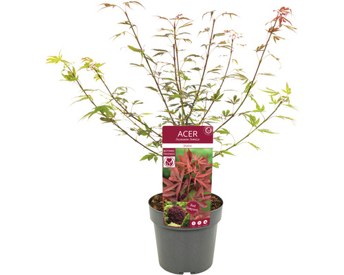 Japanischer Ahorn im Topf