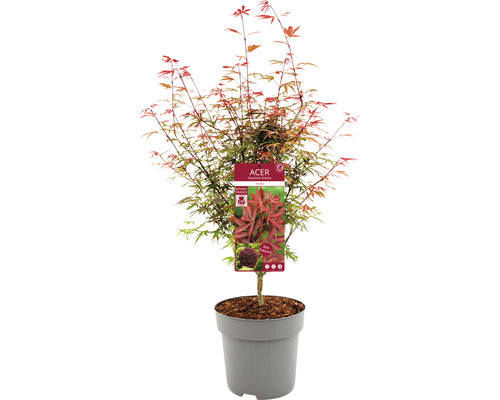 Japanischer Ahorn im Topf