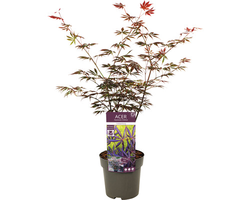 Érable japonais en pot