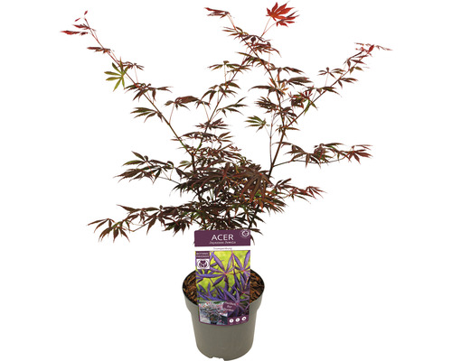 Érable japonais en pot