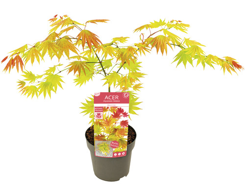 Japanischer Ahorn im Topf mit Sortenschild