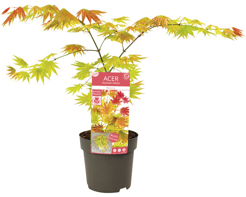 Japanischer Ahorn im Topf