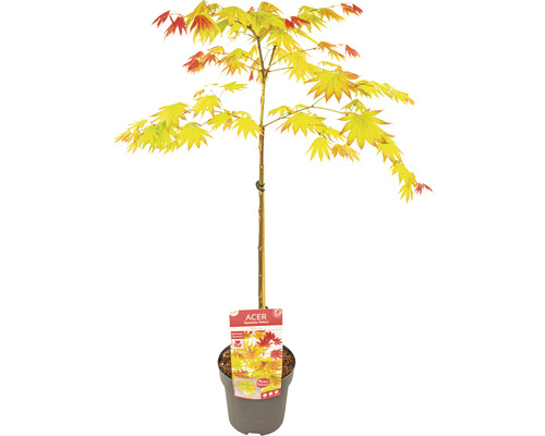 Érable doré du Japon Acer palmatum 'Moonrise' demi-tige 40 cm Co 3 l