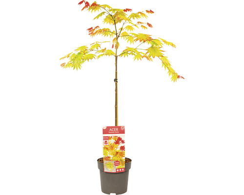 Japanischer Ahorn im Topf