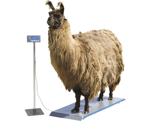 Lama auf einer Tierwaage mit digitaler Anzeige