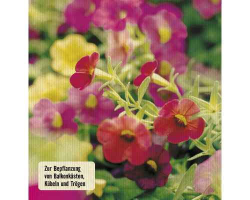 Plantes Million Bells pour la plantation de jardinières de balcon, de pots et d''auges