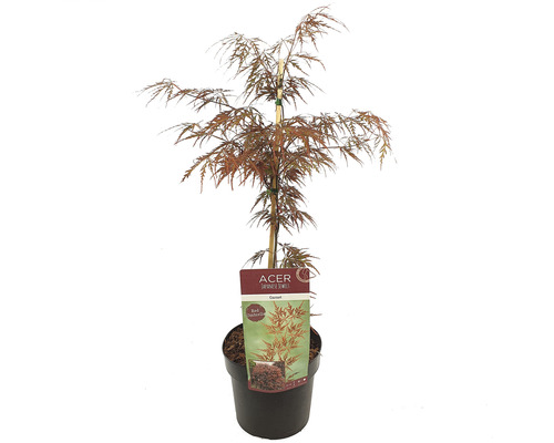 Érable du Japon pourpre Acer palmatum 'Garnet' h 50-60 cm Co 3 l