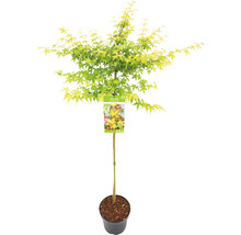Érable palmé nain Acer palmatum 'Little Princess' demi-tige 90 cm Co 6,5 l