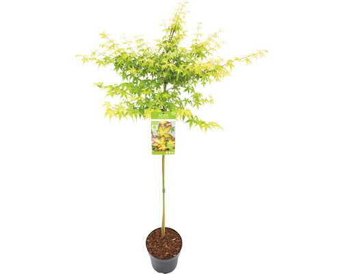 Érable japonais en pot