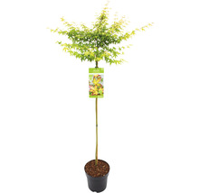 Érable palmé nain Acer palmatum 'Little Princess' demi-tige 90 cm Co 6,5 l