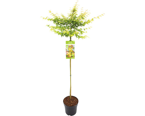 Érable palmé nain Acer palmatum 'Little Princess' demi-tige 90 cm Co 6,5 l