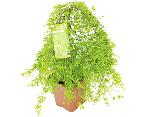 Japanischer Ahorn ''Green Carpet'' im Topf