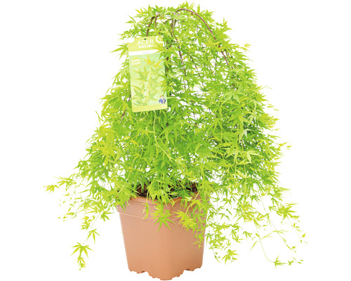 Érable palmé retombant Acer palmatum 'Ryusen' demi-tige 40 cm Co 14 l carré Érable japonais ''Green Carpet'' en pot