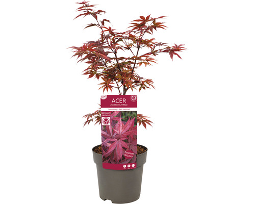 Japanischer Ahorn im Topf