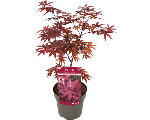 Japanischer Ahorn im Topf mit roten Blättern