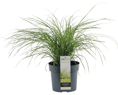 Roseau de Chine nain FloraSelf Miscanthus sinensis 'Cute One' h 10-30 cm Co 3 l