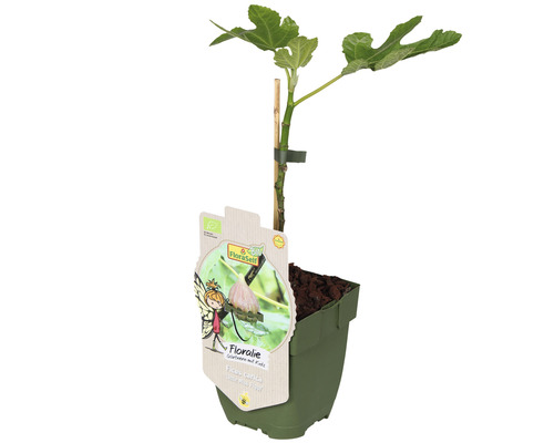 Echte Feige im Topf mit Pflanzstab