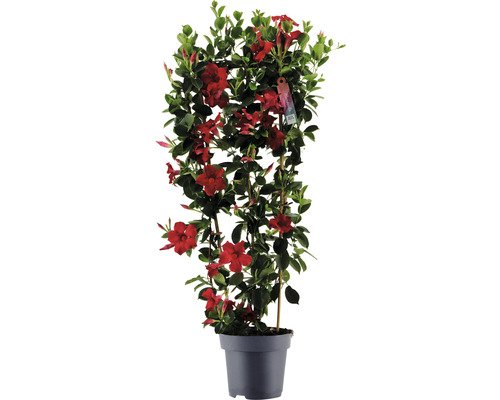 Dipladenie, Trichterblüte Spalier FloraSelf Dipladenia mandevilla Hybride Gesamthöhe ca. 100 cm Ø 21 cm Topf rot Dipladenie, Trichterblüte Spalier FloraSelf Dipladenia mandevilla Hybride Gesamthöhe ca. 100 cm Ø 21 cm Topf rot
