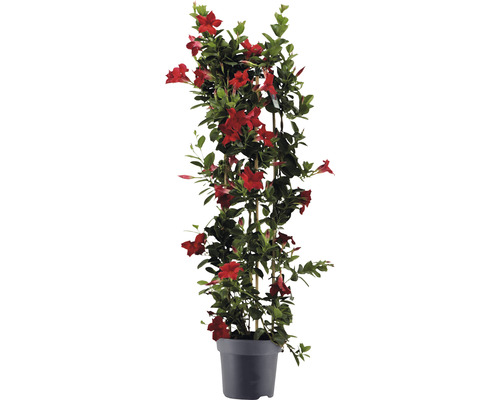 Dipladenie, Trichterblüte Säule FloraSelf Dipladenia mandevilla Hybride Gesamthöhe ca. 100 cm Ø 21 cm Topf rot Dipladenie, Trichterblüte Säule FloraSelf Dipladenia mandevilla Hybride Gesamthöhe ca. 100 cm Ø 21 cm Topf rot