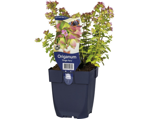 Hopfen-Dost FloraSelf Origanum-Cultivars 'Dingle Fairy' H 5-30 cm Co 0,5 L