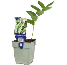 Sceau de Salomon multiflore, sceau de Salomon, Polygonatum multiflorum h 10-60 cm Co 0,5 L
