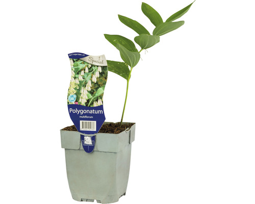 vielblütige Weißwurz, Salomonssiegel Polygonatum multiflorum H 10-60 cm Co 0,5 L