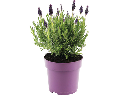 Lavande papillon FloraSelf Lavandula stoechas 'Anouk' h 20-25 cm pot Ø 15 cm violet