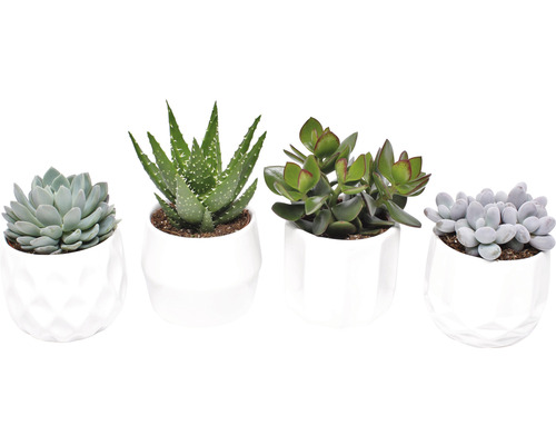 Mélange de succulentes FloraSelf h pot en céramique Ø 9,5 cm