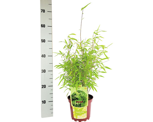Plant de bambou en pot avec échelle de mesure