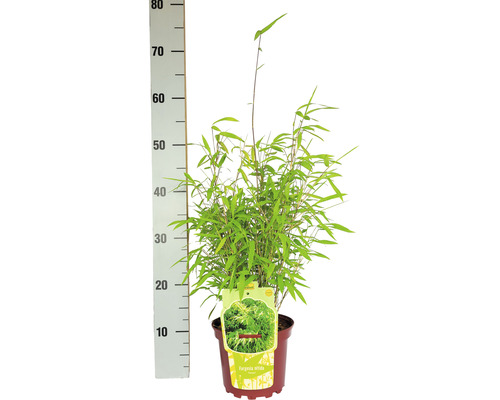 Bambou Fargesia nitida en pot avec indication de la taille