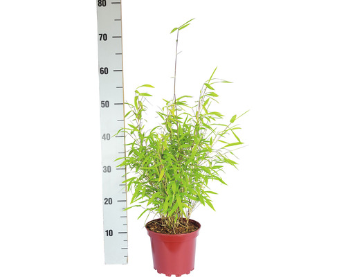 Bambou en pot, mesuré avec une règle