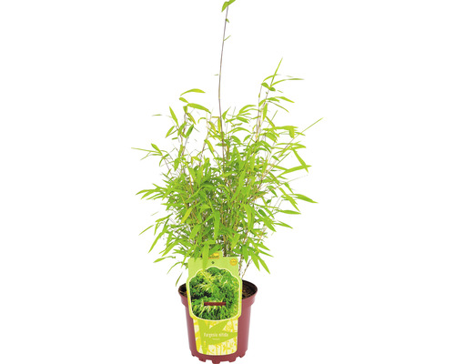 Bambou de jardin en boule Fargesia nitida Volcano h 30-40 cm Co 2 l