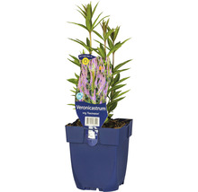Veronicastrum virginicum ''Fascination'' im Topf