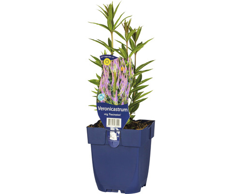 Kandelaber-Ehrenpreis FloraSelf Veronicastrum virginicum 'Fascination' H 5-20 cm Co 0,5 L